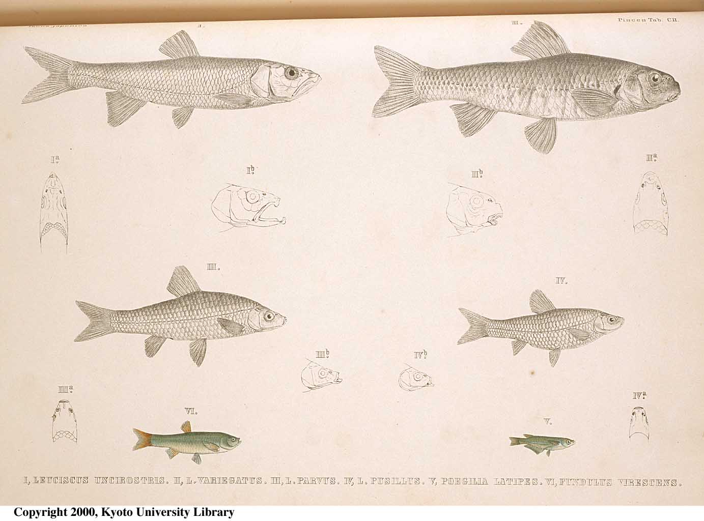 Pseudorasbora parva (Temminck & Schlegel, 1846)